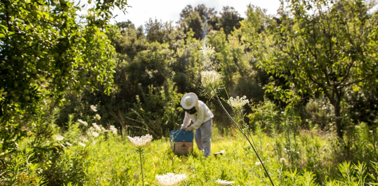 propolis verte estomac : une alliée pour votre système digestif