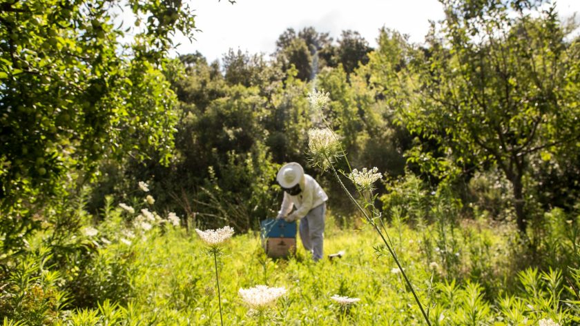 propolis verte estomac : une alliée pour votre système digestif