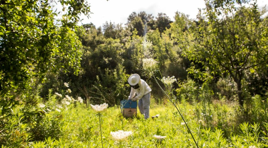 propolis verte estomac : une alliée pour votre système digestif