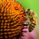 pollen de saule : un complément naturel aux multiples bienfaits