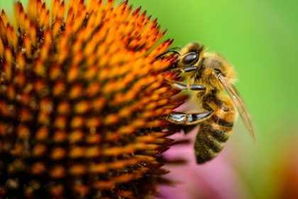 pollen de saule : un complément naturel aux multiples bienfaits