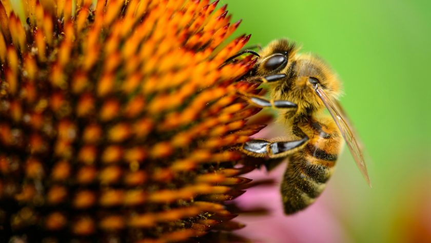 pollen de saule : un complément naturel aux multiples bienfaits