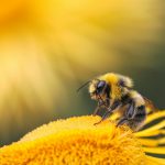 le venin d'abeille et l'arthrose